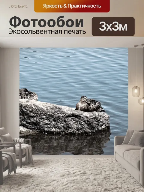 Фотообои Пара уток