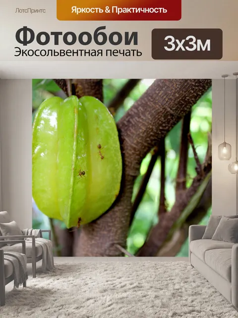 Фотообои Карамбола Звездные фрукты Бесплатное изо