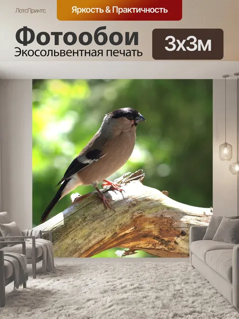 Фотообои Снегирь
