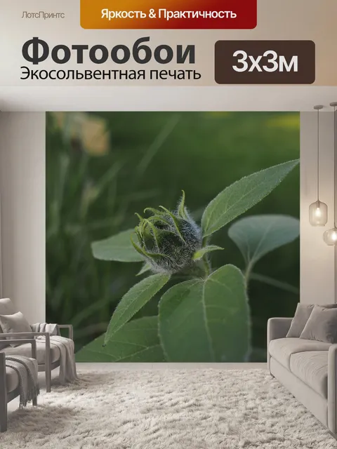 Фотообои Роза