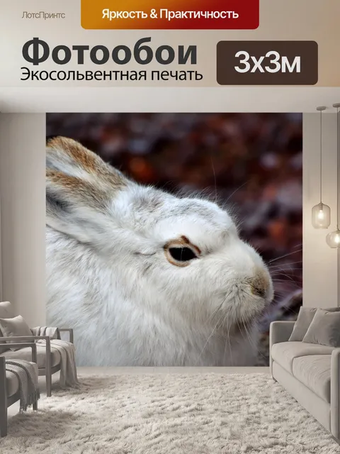 Фотообои Заяц