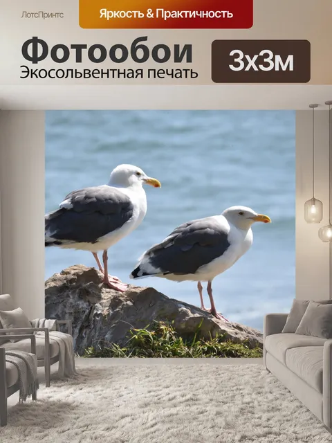 Фотообои Пара чаек