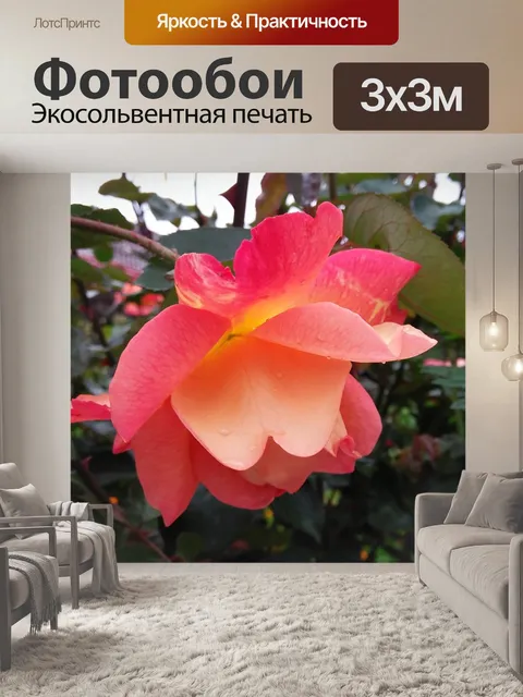 Фотообои Роза