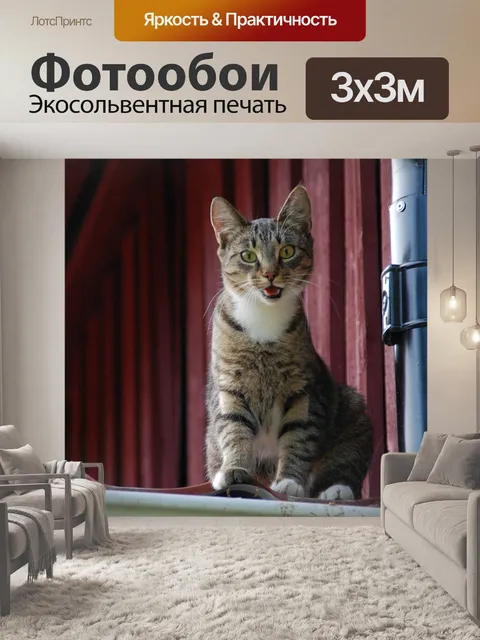 Фотообои Кошка