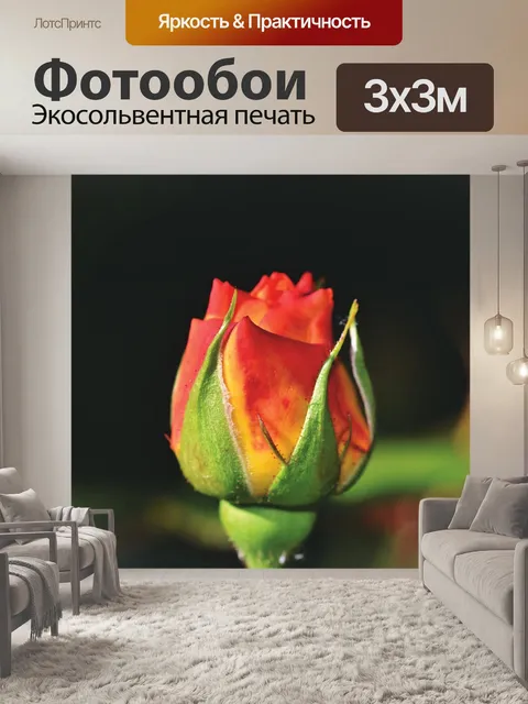 Фотообои Роза
