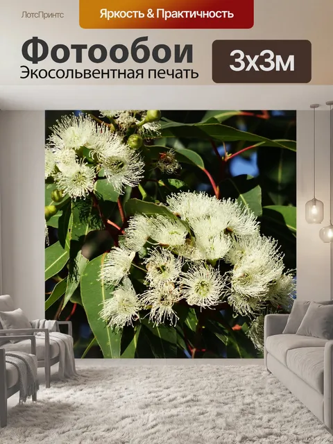 Фотообои Цветок эвкалипта