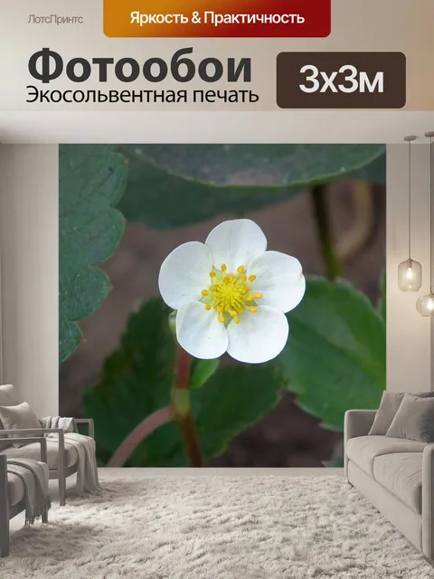 Фотообои Цветок
