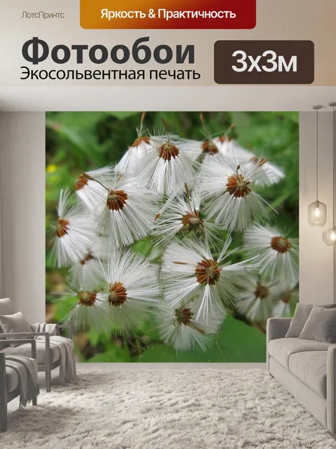 Фотообои Мать-и-мачеха