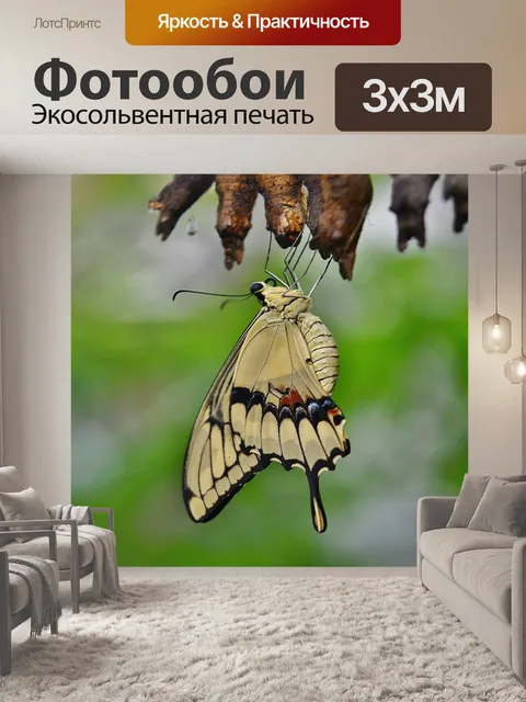 Фотообои Парусники бабочки