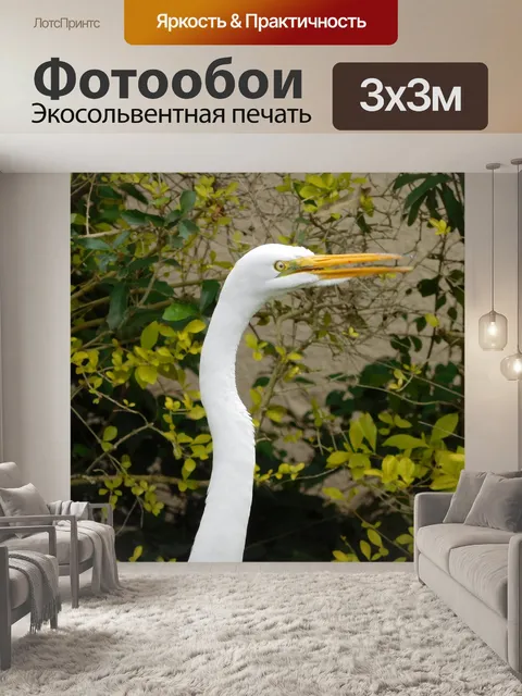 Фотообои Птица