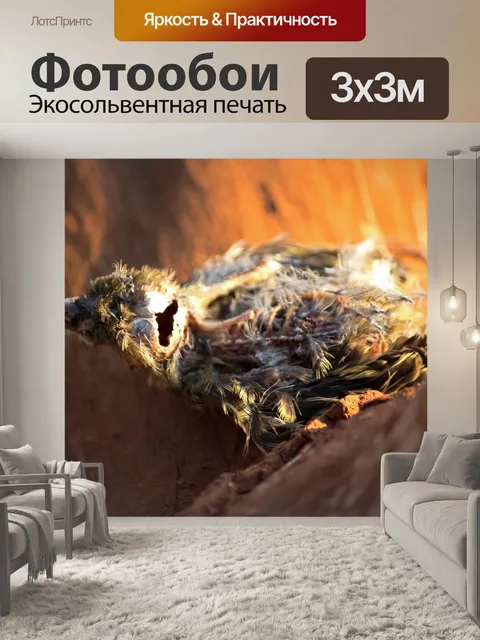 Фотообои туша маленькой мертвой птицы