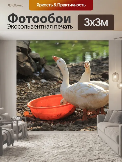 Фотообои Гуси