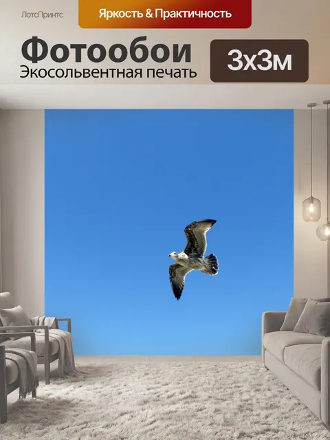 Фотообои Полет Чайки