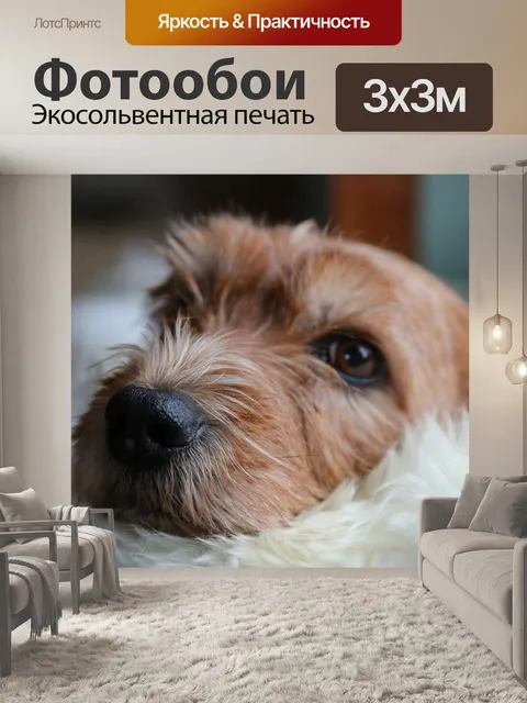 Фотообои Собака