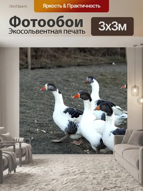 Фотообои Гуси