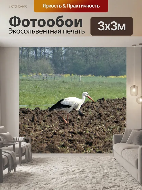 Фотообои Аист