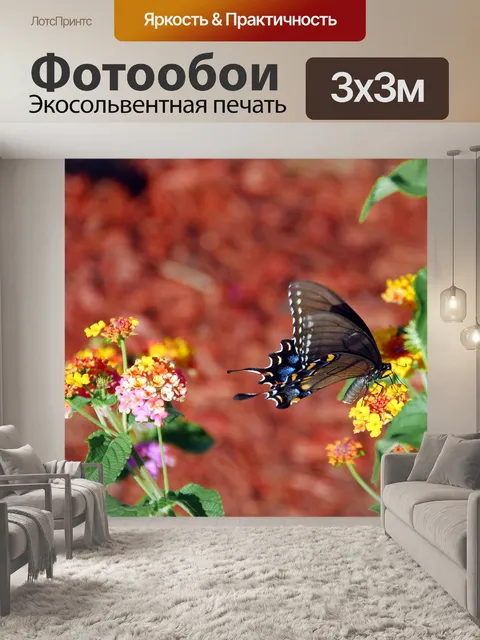 Фотообои Черный Махаон Бабочка