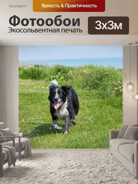 Фотообои Собака бордер-колли