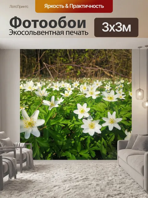 Фотообои Анемон
