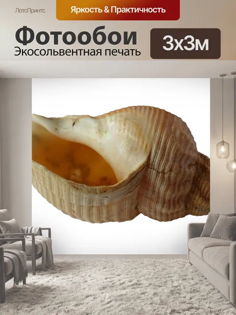 Фотообои Морская ракушка