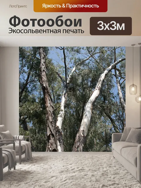 Фотообои Эвкалиптовые стволы деревьев