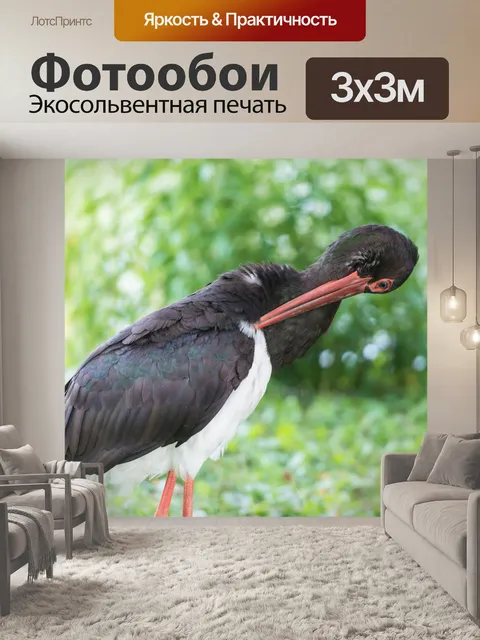 Фотообои Черный аист