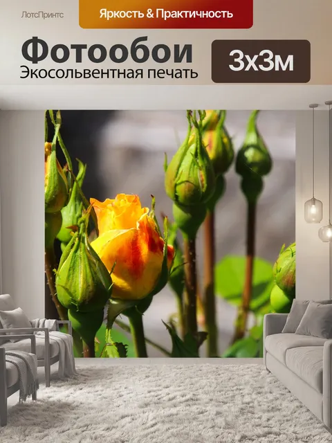 Фотообои Роза