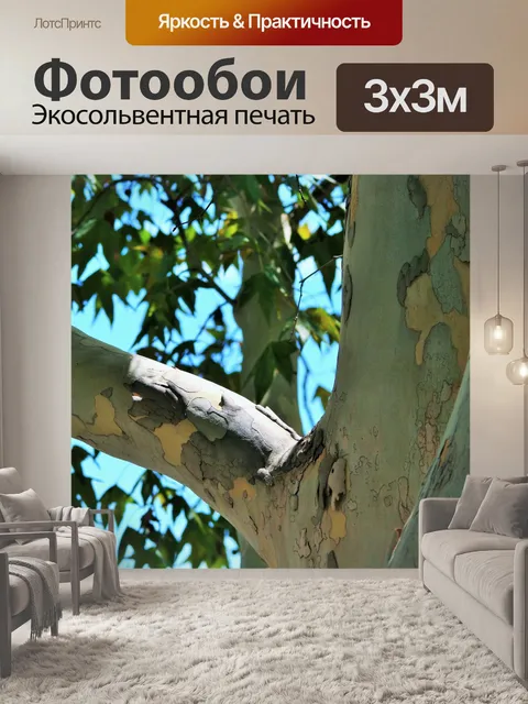 Фотообои белый ствол платана