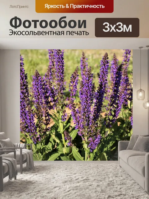 Фотообои Фиолетовый шалфей Цветы крупным планом