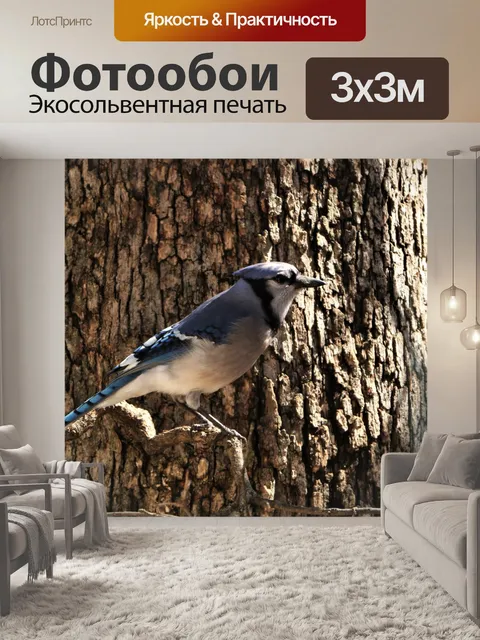 Фотообои Голубая сойка в дереве