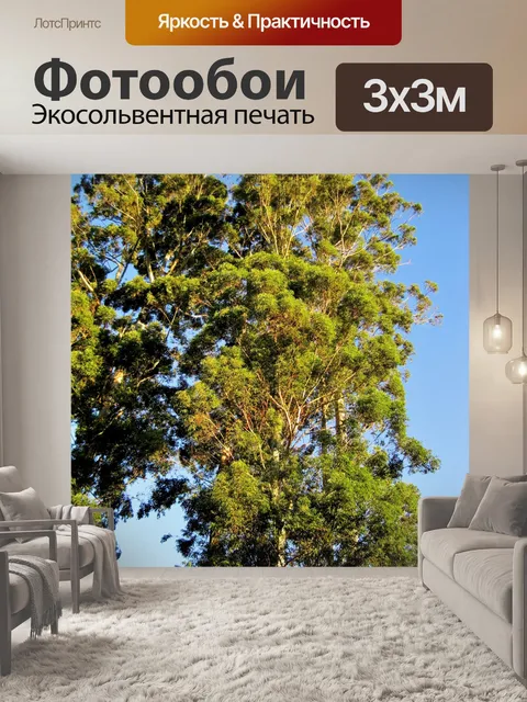 Фотообои эвкалипты достигнув к небу