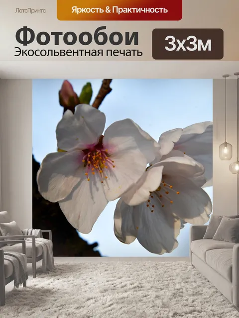 Фотообои Цветение вишни