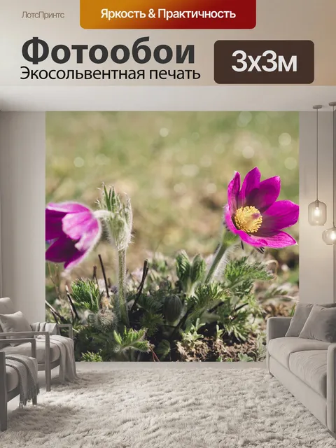 Фотообои Анемоны