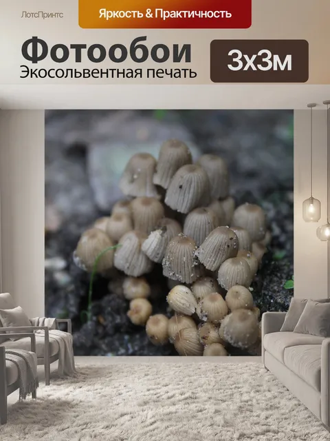 Фотообои Гриб