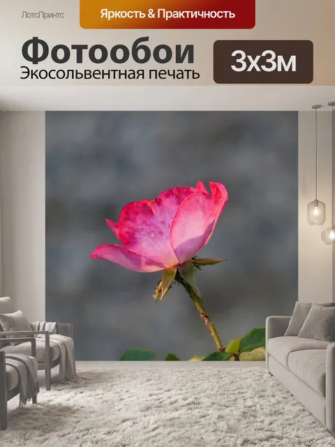 Фотообои Роза