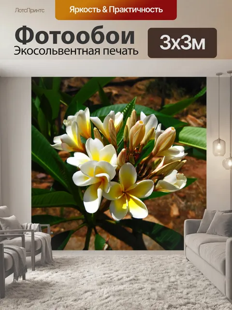 Фотообои гроздь раскрытых цветов франжипани