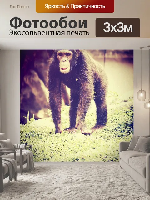 Фотообои Обезьяна шимпанзе в открытом зоопарке