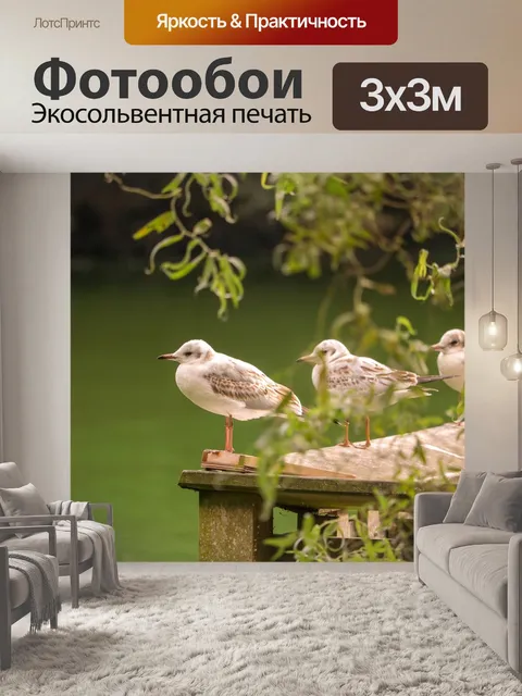 Фотообои Чайка