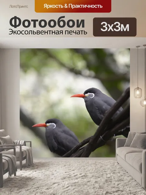 Фотообои Птицы