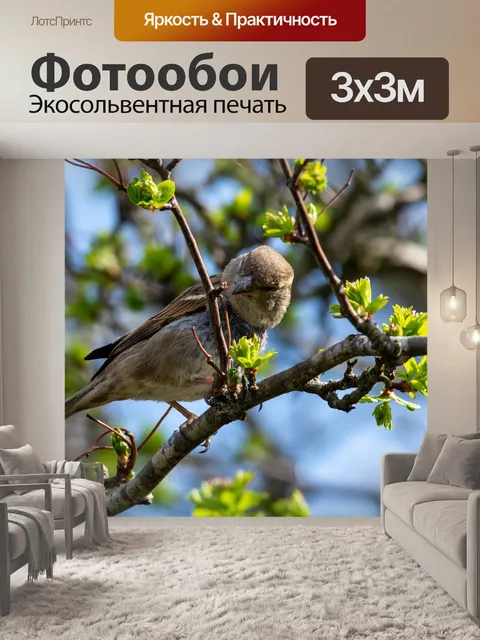 Фотообои Воробей