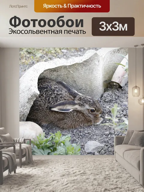 Фотообои Кролик