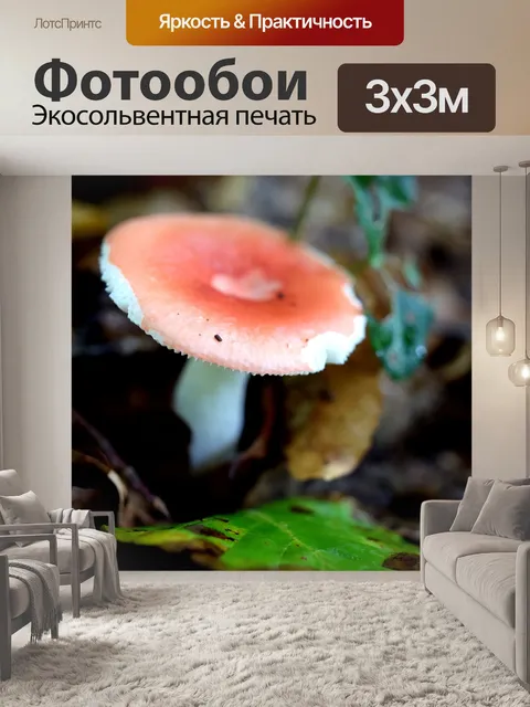 Фотообои Гриб