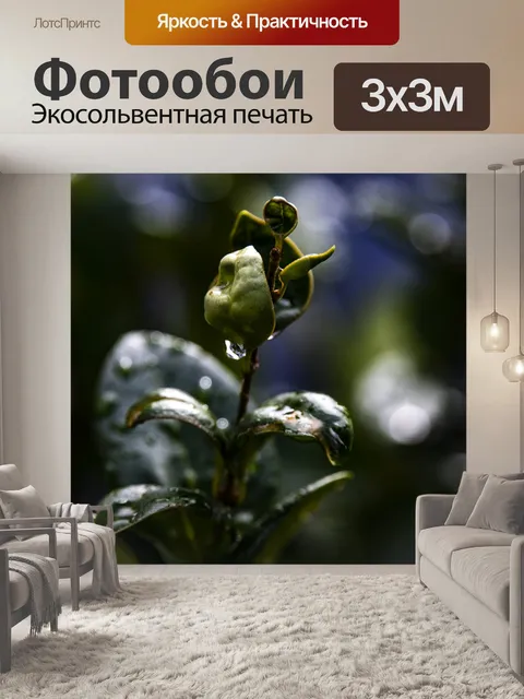 Фотообои Капли дождя на зеленом растении