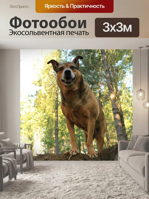 Фотообои Собака