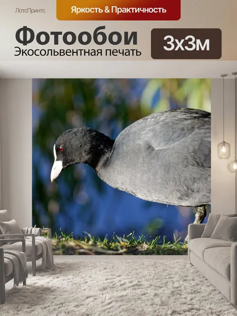 Фотообои Птица