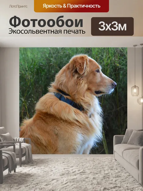 Фотообои Собака