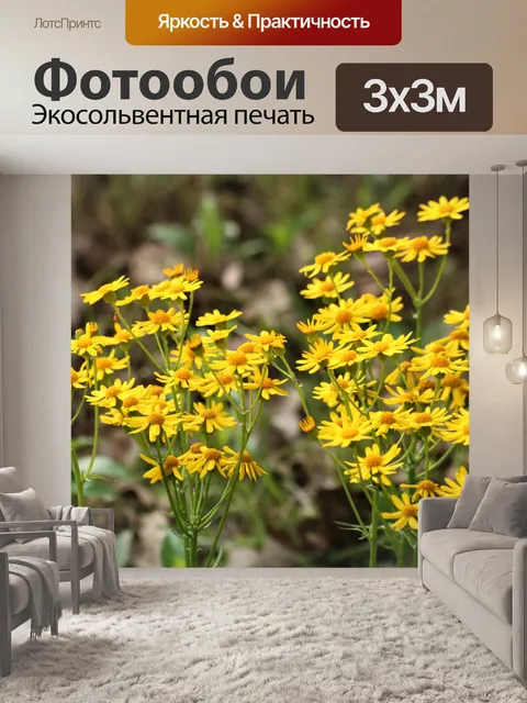 Фотообои Прерия Ragwort Полевые цветы 3