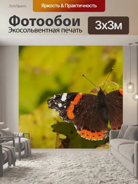 Фотообои Бабочка