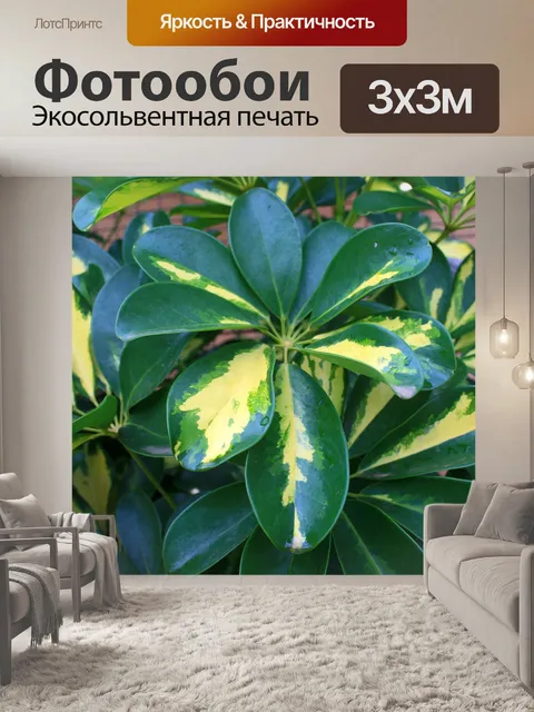 Фотообои двухцветный Шеффлера листья растений