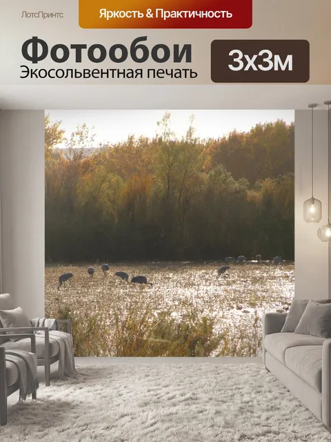 Фотообои Канадские журавли в утреннем свете